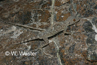 : Ptyodactylus hasselquistii; Fan-toed Gecko