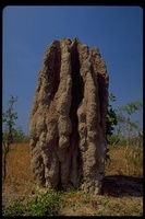 : Nasutitermes triodiae; Cathedral Termite