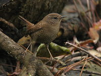 Troglodytes troglodytes Wren ミソサザイ