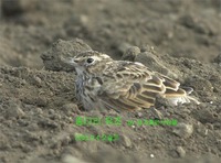 종다리  Eurasian Skylark