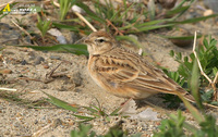 Fig. 1. Greater Shortoed Lark : 쇠종다리