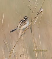 Ochre-rumped Bunting » Emberiza yessoensis