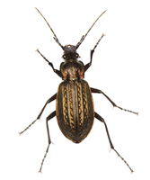 Carabus granulatus