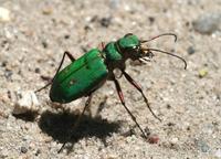 Cicindela campestris - Green Tiger Beetle