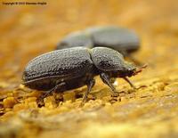 Sinodendron cylindricum - Rhinoceros Beetle