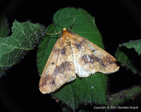 Erannis defoliaria - Mottled Umber