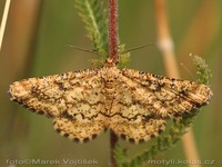 Heliomata glarearia