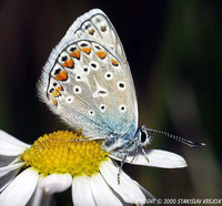 Polyommatus icarus - Common Blue
