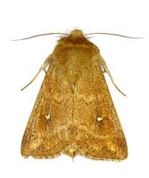 Mythimna albipuncta - White-point