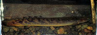 Polypterus palmas palmas, Shortfin bichir: aquarium