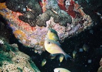 Pempheris schomburgkii, Glassy sweeper: aquarium