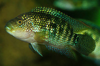 Rocio octofasciata, Jack Dempsey: aquarium