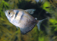 Gymnocorymbus ternetzi, Black tetra: aquarium