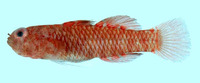 Eviota herrei, Herre's pygmy goby:
