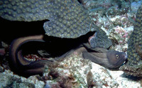 Gymnothorax vicinus, Purplemouth moray: fisheries, aquarium