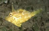 Paramonacanthus japonicus, Hairfinned leatherjacket: