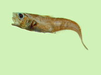 Ventrifossa nigrodorsalis, Spinaker grenadier: fisheries