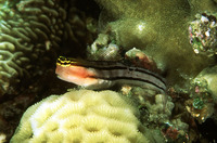 Ecsenius bathi, Bath's comb-tooth: aquarium