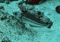 Prolatilus jugularis, Tilefish: fisheries