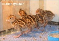 Elegant Quail, Callipepla douglasii