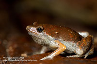 Bassler's Sheep Frog - Chiusmoeleis bassleri