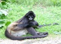 Image of: Ateles (spider monkeys)