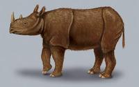 Image of: Dicerorhinus sumatrensis (Sumatran rhinoceros)