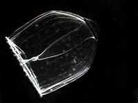 Aglantha digitale