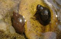 Galba truncatula - Dwarf Pond Snail