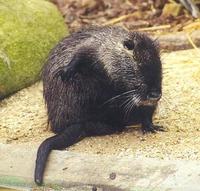 Image of: Myocastor coypus (coypu)