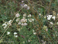 Xerolenta obvia - heath helicellid