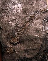 Scincosaurus crassus
