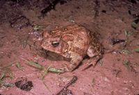 Bufo houstonensis - Houston Toad