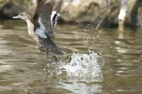 Anas gibberifrons gracilis - Grey Teal