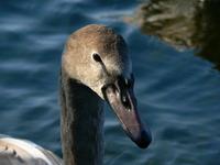 Cygnus olor - Mute Swan