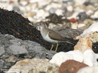 Actitis hypoleucos - Common Sandpiper