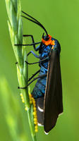 Image of: Ctenucha virginica