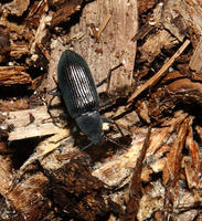 Image of: Tenebrionidae (darkling beetles)