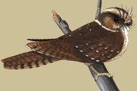 Image of: Aegotheles albertisi (mountain owlet-nightjar)