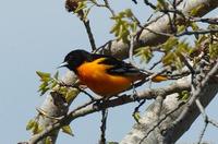 Image of: Icterus galbula (Baltimore oriole)