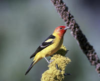 Image of: Piranga ludoviciana (western tanager)