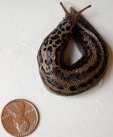 Image of: Limax maximus (giant garden slug)