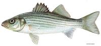 Image of: Morone saxatilis (striped sea-bass)