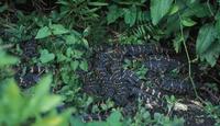 Image of: Alligator mississippiensis (American alligator)