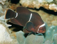 Premnas biaculeatus - Gold Stripe Clown
