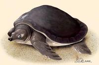 Image of: Carettochelys insculpta (pignose turtle)