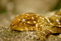 Rhacodactylus leachianus