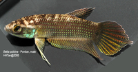 betta pulchra, from Johor