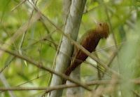 Pale-headed Woodpecker - Gecinulus grantia