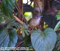 Grey-cheeked Bulbul - Alophoixus bres